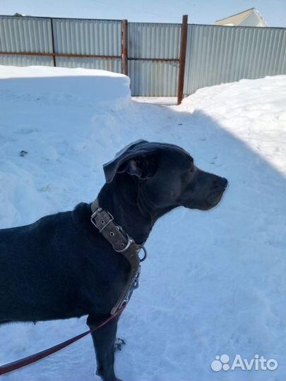 Отдам собаку в добрые руки