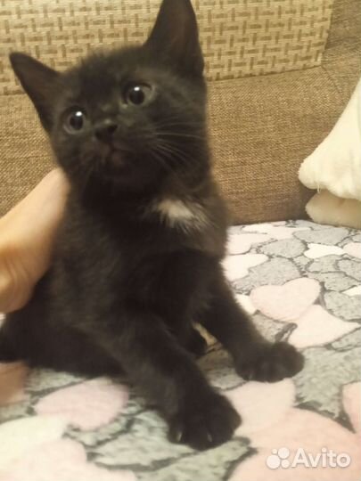 Отдаю котят