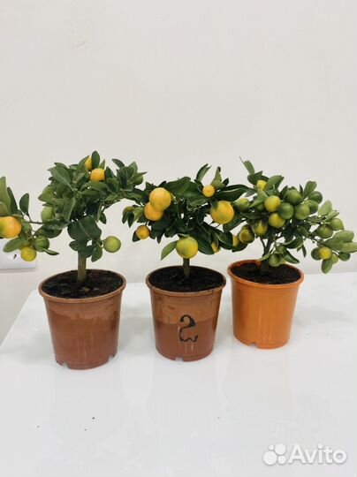 Мандариновое дерево