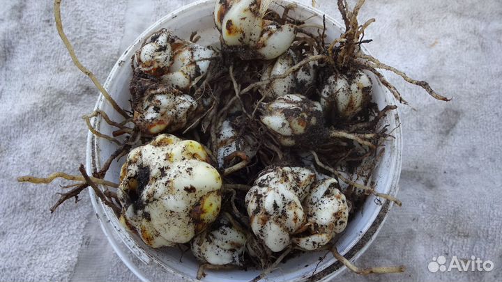 Луковицы лилии оптом