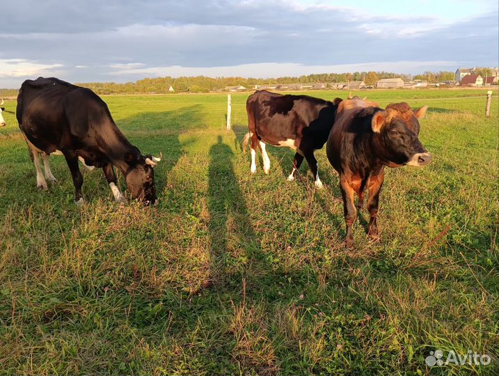 Корова дойная, Джерсийский бык