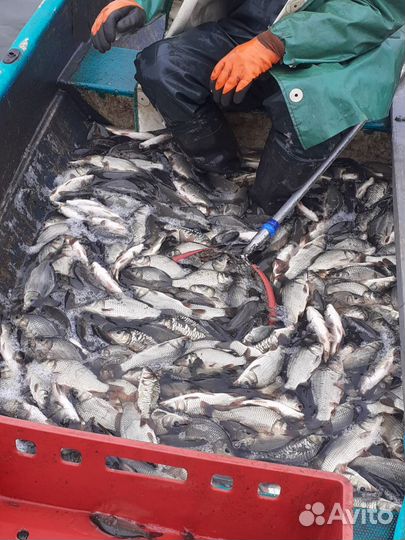 Карп (малек) на зарыбление