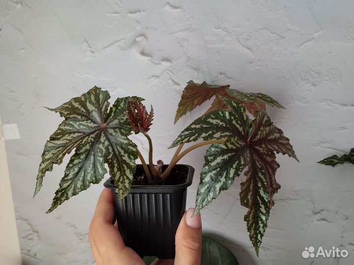 Бегония Грифон