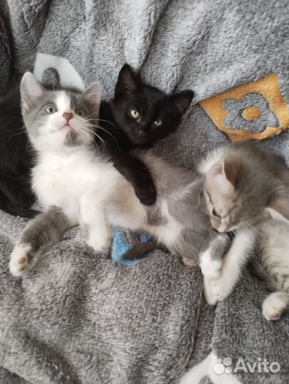 Котята в добрые руки