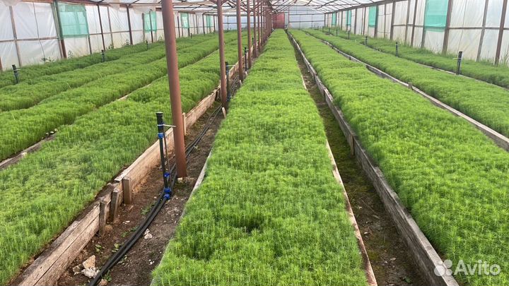 Сеянцы ели окс от производителя