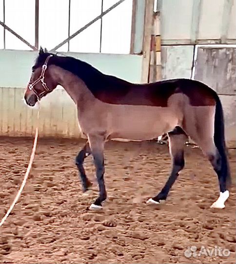 Стрижка лошадей, креативный груминг