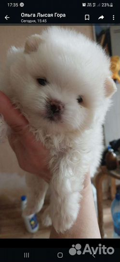 Щенок шпица