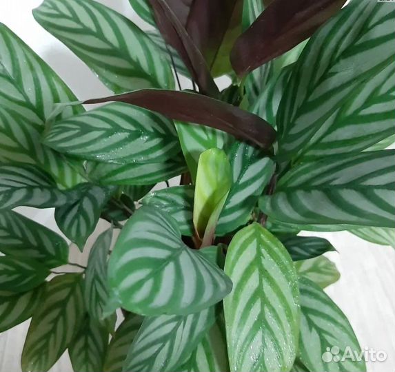 Комнатные растения цветы