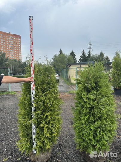 Туя Брабант из питомника