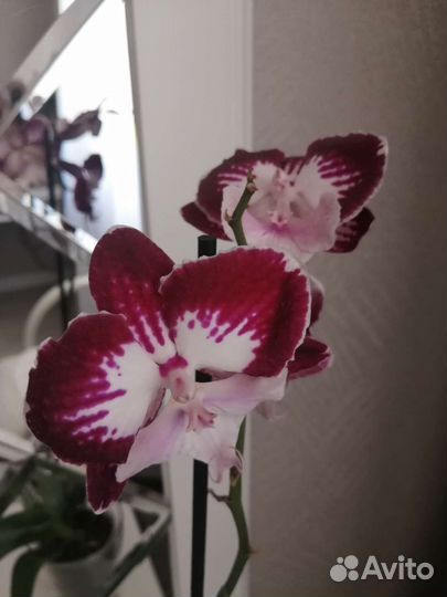 Орхидея Тинкербелл кисс