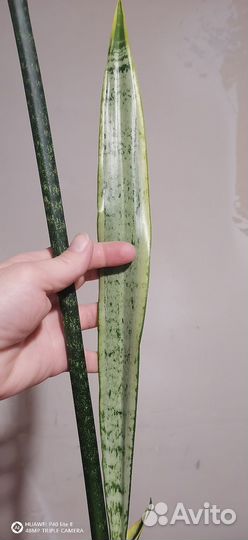Сансевиерия лауренти