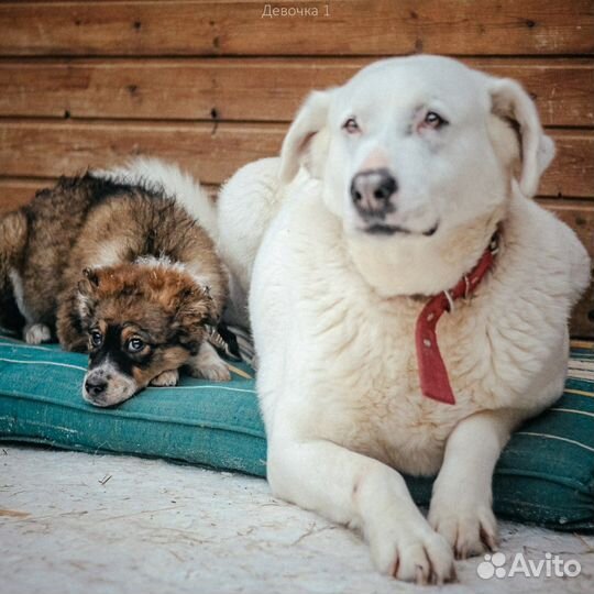 Девочка трехцветная