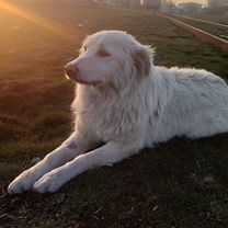 Белая швейцарская овчарка, щенок