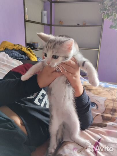 Котенок девочка в добрые руки
