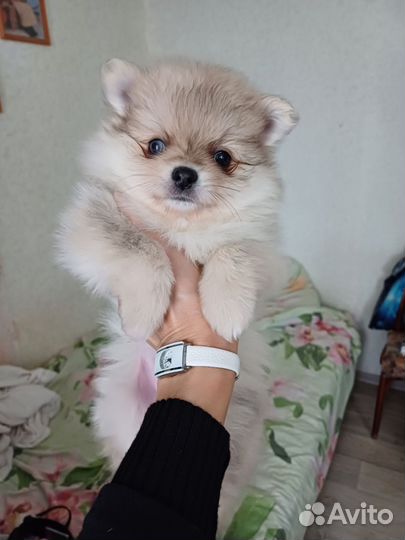 Шпиц мерле