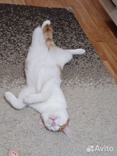 Отдам кошечку в хорошие руки