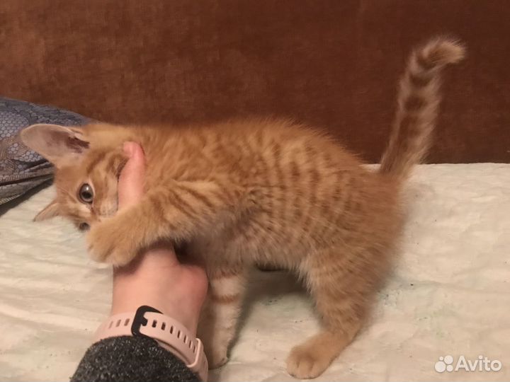 Рыжий котенок
