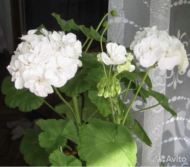 Комнатные растения герань, сингониум, бальзамин