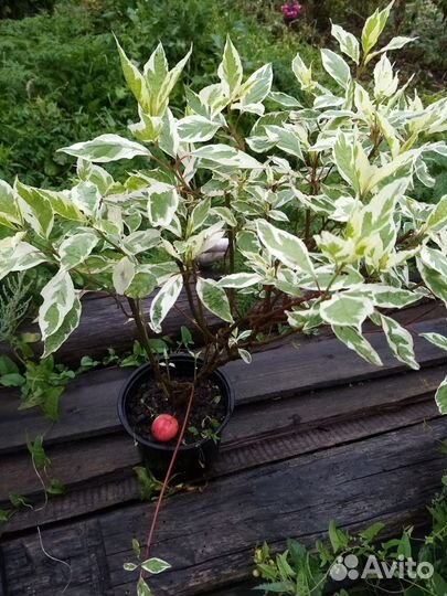 Калина Бульдонеж