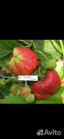 Клубника чамора туруси
