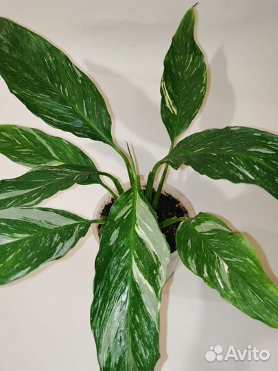 Спатифиллум Джемени