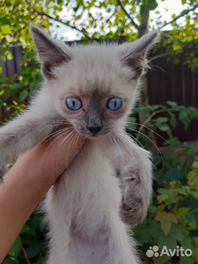 Котенок мальчик