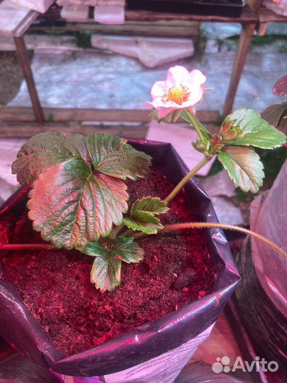 Клубника на подоконнике, рассада земляники садовой