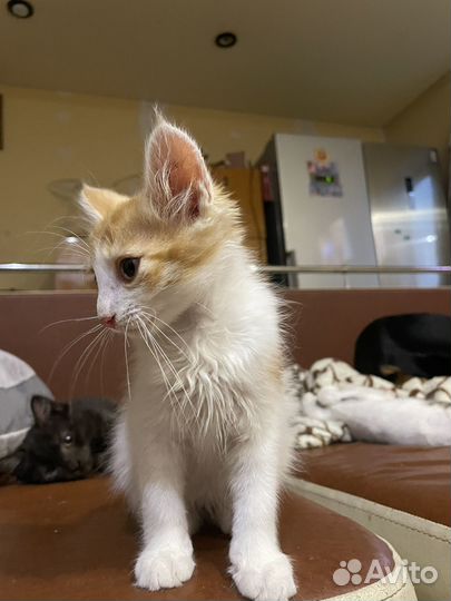 Рыжий котенок мальчик