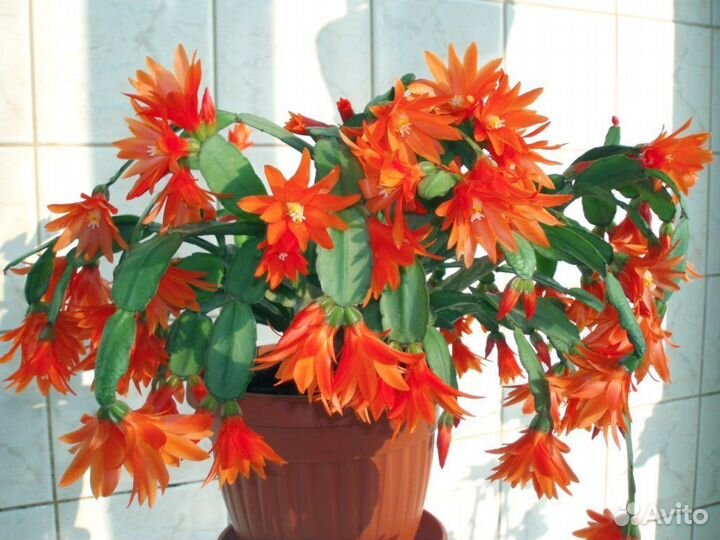 Рипсалидопсис (пасхальник)