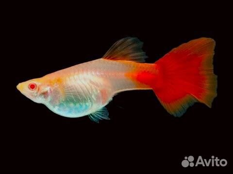 Гуппи Full red albino