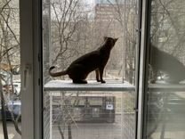 Балкон для кота, съемный