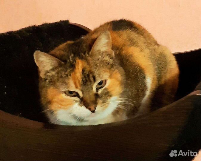 Кошечка- ховрошечка