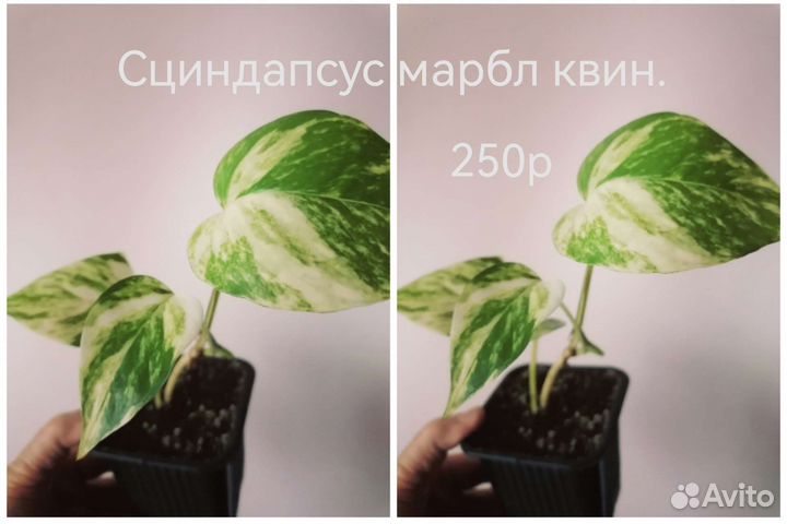 Аглаонема. Сциндапсус