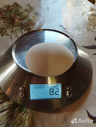 Куры несушки