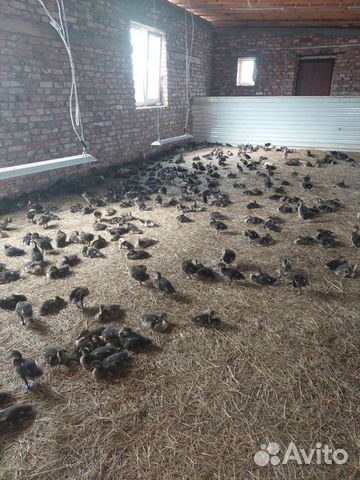 Дикие утки подсадные