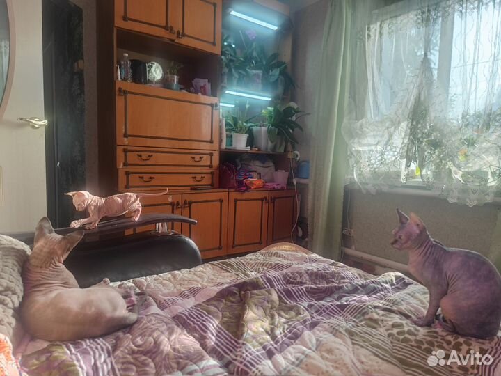 Канадский сфинкс котенок