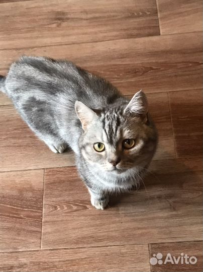 Шотладский кот