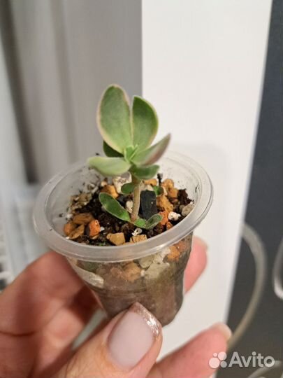 Крассула толстянка