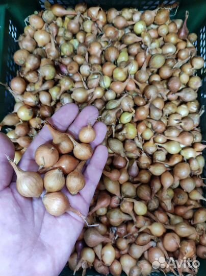 Лук-севок штутгартер