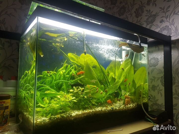 Аквариум