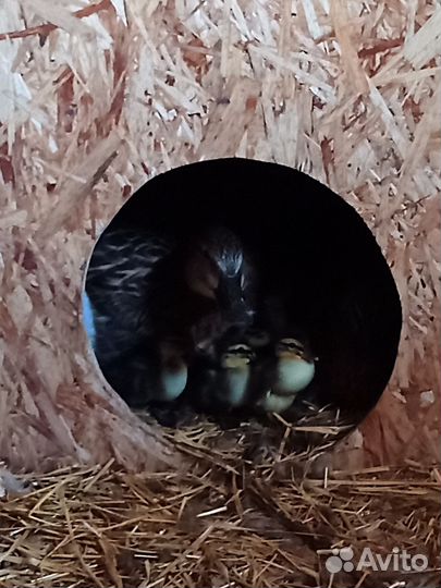 Подсадные утки Тульской породы для охоты