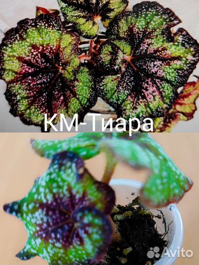 Бегонии км, часть 2