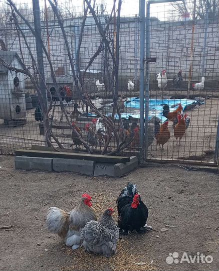 Куры петухи микс 5 месяцев, и петухи бентамки