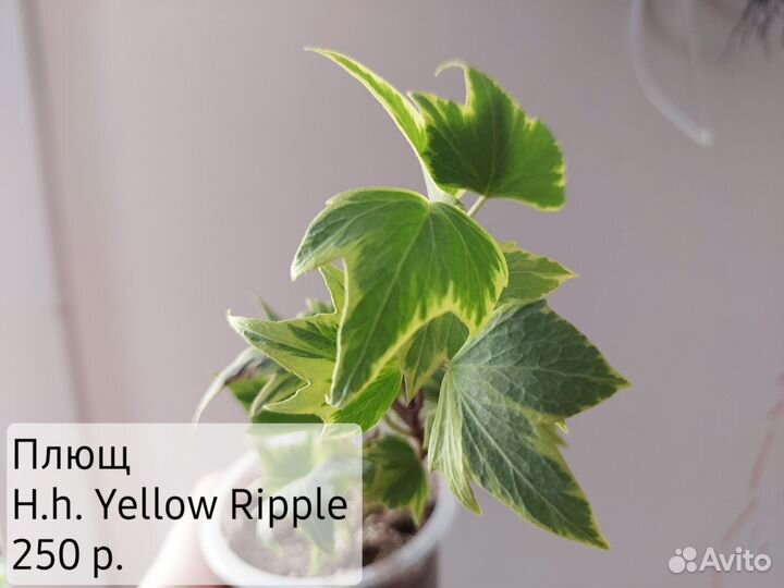 Декоративно-лиственные растения