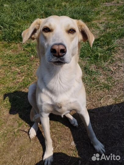 Собака в добрые руки