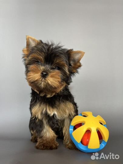 Йоркширский терьер