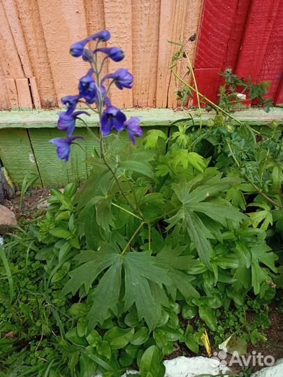 Дельфиниум