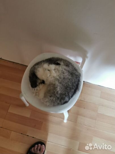 Берет женский норковый