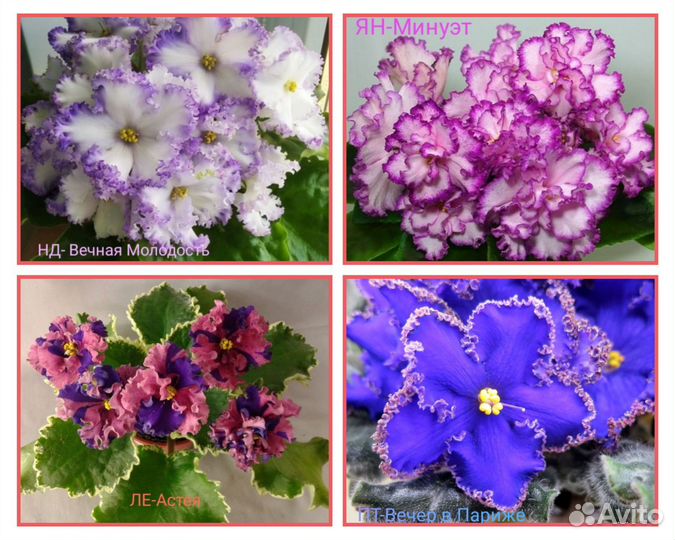 Сортовые фиалки листик