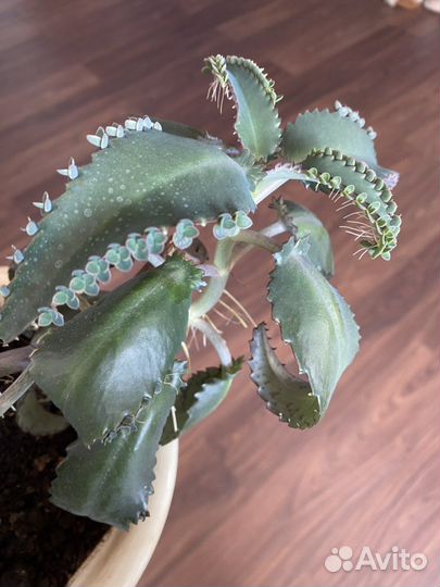 Каланхоэ лечебное